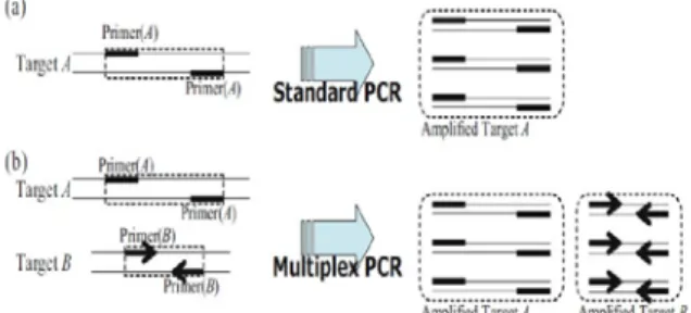 Figura 2. Esquema representativo do funcionamento da reação de polimerase em cadeia  – PCR