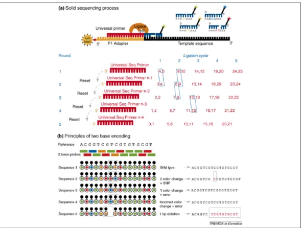 Figura 6.  Esquema representativo do sistema SOLiD.  (a)  Esquema indicando a  sucessão de primers  e ciclos de sequenciação