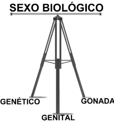 Figura 1. O tripé do sexo biológico   Fonte: a autora. 
