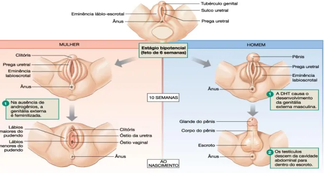 Figura 2. Diferenciação sexual e desenvolvimento da genitália interna e externa. (conclusão)  Fonte: Silverthorn DU