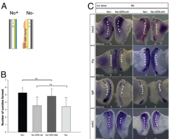 Fig. 4. Exogenous Shh supply replaces the notochord in temporal control of somite formation and gene expression