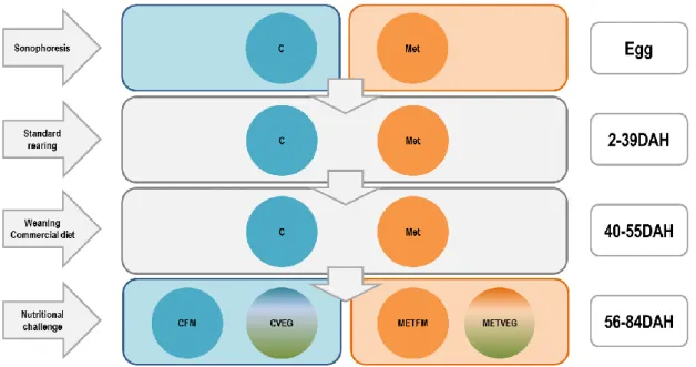 Figure 5. Experimental design. 