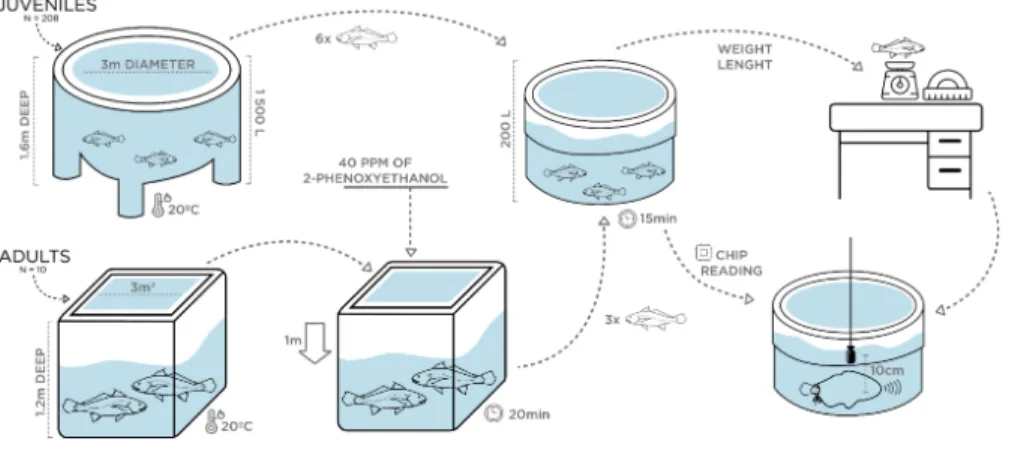Figure 1 Schematic figure depicting the experimental setup for the assessment of ontogenetic and sex variation of disturbance sounds.