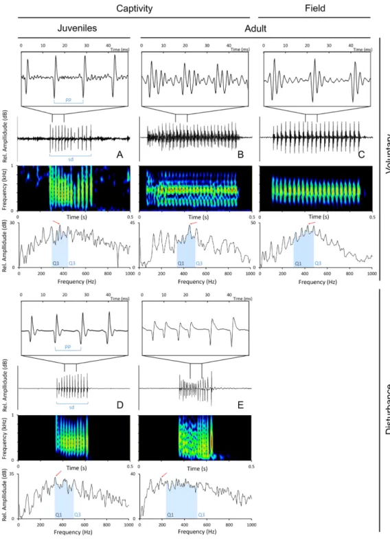 Figure 2 Oscillograms, spectrograms and power spectra of Argyrosomus regius sounds, representing some of the measured acoustic parameters