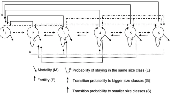 Figure 1. Life cycle graph for A. nodosum and F. serratus showing the different stage classes and all possible transitions