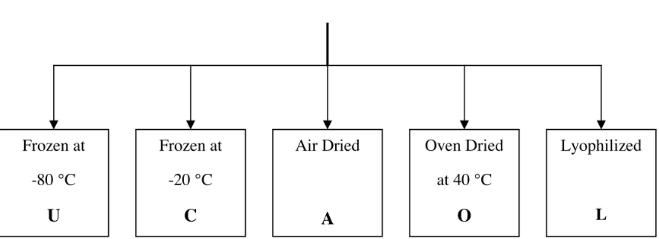 Figure 2.1 Sample pre-treatment scheme. 