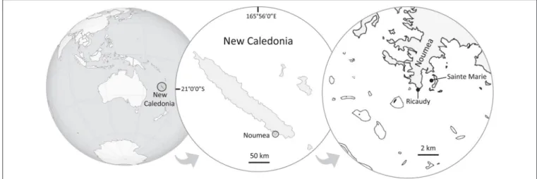 FIGURE 1 | Map of New Caledonia showing the sampling and bioassays sites. Lobophora rosacea was collected in Ricaudy and L