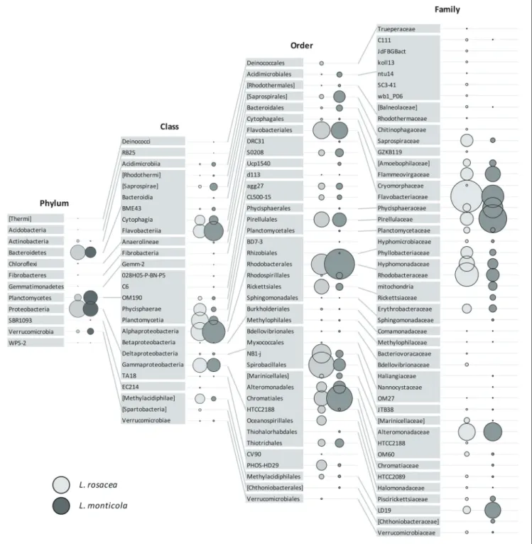 FIGURE 3 | Relative abundance of the bacterial taxa, present in at least four replicates per species, associated with Lobophora rosacea (light gray bubbles on the left side) and L