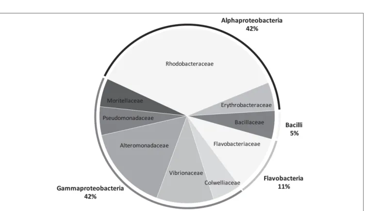 FIGURE 5 | Pie chart representing the bacterial diversity, at the family and phylum levels, recovered from Lobophora surface using culture approaches.