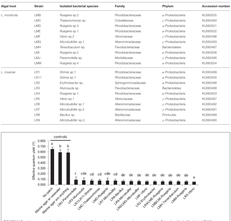 FIGURE 6 | Barplot representation of the photosynthetic efficiency from Acropora muricata measured by Pulse Amplitude Modulated (PAM)