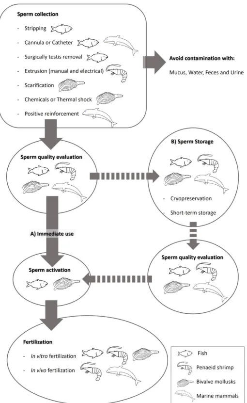 Fig. 1. Schematic representation of the most common sperm handling procedures for artiﬁcial reproduction in ﬁsh, penaeid shrimp, bivalve mollusks and marine mammals.