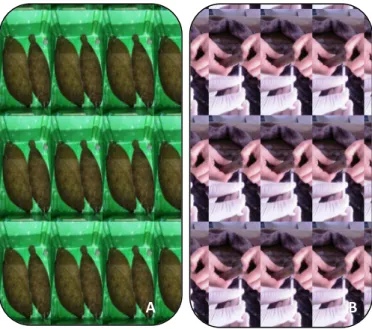 Figure 3 - A) S. senegalensis anaesthesia, B) sperm collection. 