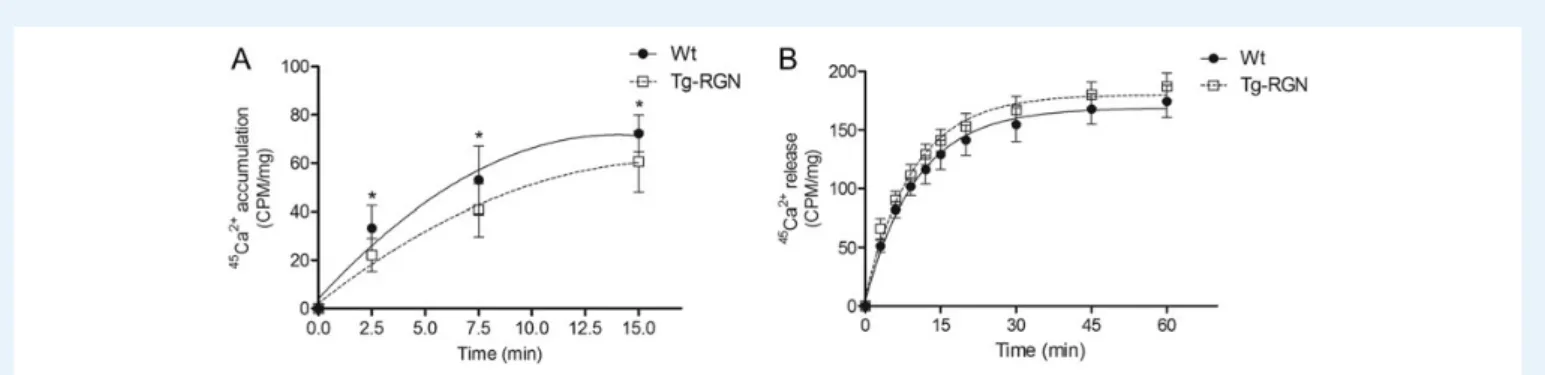 Figure 5 Expression of NHE3 (A) and AQP1 (B) in the epididymis of Tg-RGN rats versus Wt