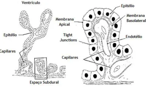 Figura 2 – Estrutura do Plexo Coroide. Cada plexo coroide possui uma estrutura ramificada com vilosidades que se  projetam para o ventrículo encefálico, cuja rede de capilares se encontra coberta por uma única camada de células  epiteliais unidas por tight