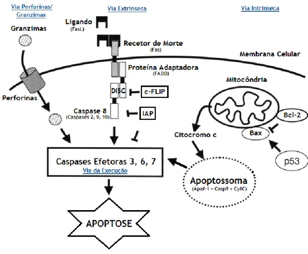Figura  3  –  Vias  da  Apoptose.  A  apoptose  pode  ser  originada  por  três  diferentes  vias,  que  culminam  na  fase  da  execução