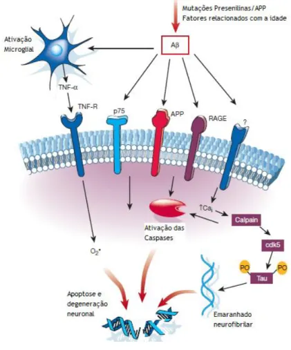 Figura  4  -  Vias  Celulares  da  Neurotoxicidade  da  Proteína  β-amiloide  na  Doença  de  Alzheimer