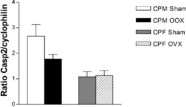 Figura 9 –Níveis de expressão do mRNA da Casp2 em CP de rato. A expressão do gene Casp2 parece ter tendência a  diminuir no grupo machos OOX relativamente ao grupo Sham, sem significado estatístico; nas fêmeas também não se  verificam diferenças significat