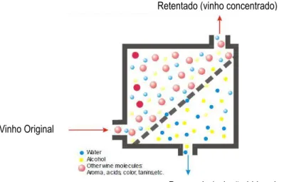 Figura 1 - Esquema simplificado da obtenção de vinho concentrado (Gonçalves  et al, 2009) 