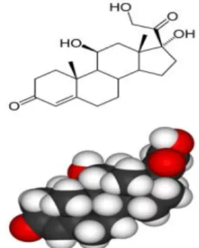 Figura 1.5: Molécula de cortisol (retirado de Brook et al 2001). 