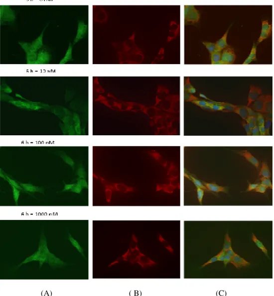 Figura  7.1:  Imagem  de  fluorescência  das  RCP  estimuladas  com  hidrocortisona  durante  6h  e  com  as  concentrações  de  0,10,10,1000  nM