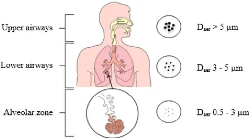Figure  1.6.  Deposition  of  MPs  along  the  respiratory  tract  according  to  their  d aer