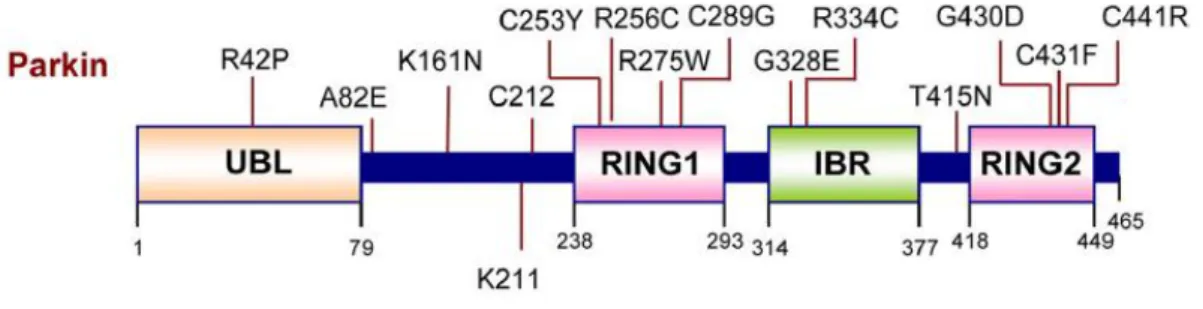 Figure 5 - Parkin domains and pathogenic mutations. UBL (ubiquitin-like) and two RING domains separated  by an IBR (in-between RING) domain