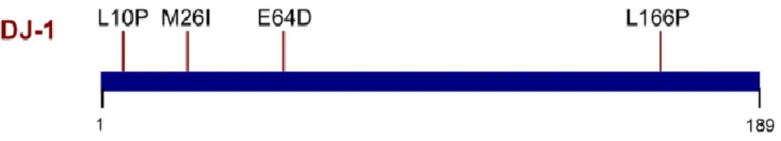 Figure 7  - DJ-1 domain and pathogenic mutations. Mutations that segregate with PD are annotated at  their approximate position along the protein’s length