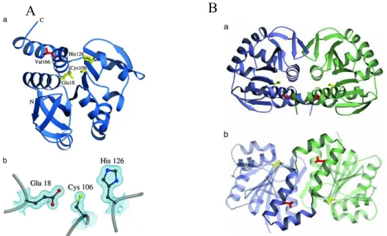 Figure 8 - DJ-1 monomer structure.  (A) Representation of DJ-1 monomer, with residues Glu-18, Cys-106,  and His-126 in yellow (a)