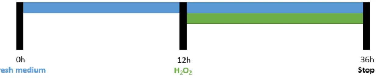 Figure 13 - Schematic representation of H 2 O 2  stimulation in primary midbrain cultures