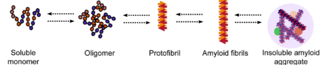 Figure 2. Proposed mechanism for amyloid formation. A protein loses its monomeric native state by  conversion into an oligomer which can grow further into amyloidogenic fibrils and ultimately into insoluble  amyloid aggregates.