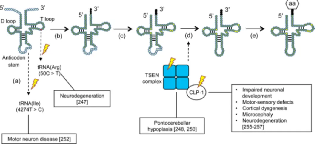 Figure 3. Mutations in the tRNA biosynthesis pathway that lead to neurodegeneration. The point mutation  (50C&gt;T) in the T loop of one tRNA isoacceptor for arginine (Arg) provokes neurodegeneration