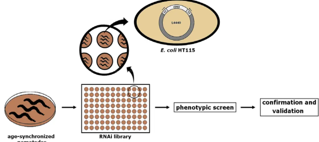 Figure 2. High-throughput RNAi screen in C. elegans: Age-synchronized animals are transferred to microtiter  plates containing different clones of HT115 E