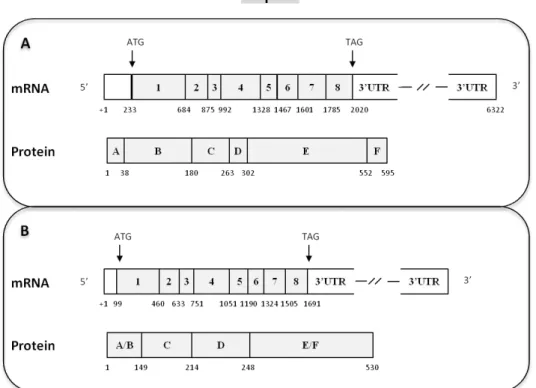 Figure  11-  Structural  organization  of  ERα  (A)  and  ERβ (B)  mRNA  and  protein