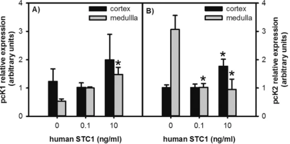 Fig. 4. Effect of recombinant ﬁsh STC1 homologues (fSTC1-a or fSTC1-b) into ﬁsh kidney gluconeogenesis