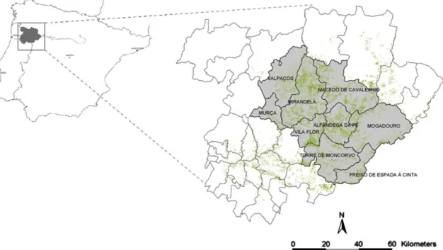 Fig. 4 shows that the highest regional olive production (slightly over 100 000 tons) was obtained in 1991, corresponding to anFig