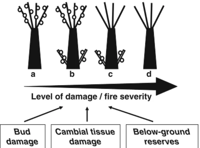 Fig. 1 A conceptual model of post-fire responses of a sprouting tree that suffered total crown consumption  (combus-tion of leaves and twigs during a wildfire) in rela(combus-tion to a gradient of increasing level of damage/fire severity