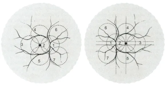 Figura 8 - Esquema representativo dos sete campos padrão.