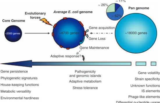 Figure 1 The average E. coli genome is shaped by a multitude of evolutionary forces derived from its primary (host) and secondary habitats, in which both biotic (predators, competitors, cheaters, host defense mechanisms) and abiotic (pH, temperature, UV, m