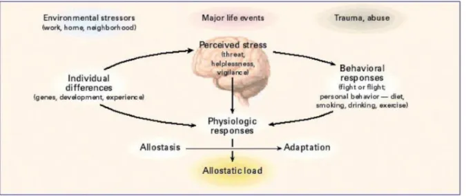 Figure 1 – Central role of the brain in allostasis and the behavioral and physiological  response to stressors (McEwen, 2017) 