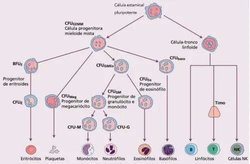 Figura 1 - A célula estaminal pluripotente da medula óssea e as linhagens celulares que dela se  originam