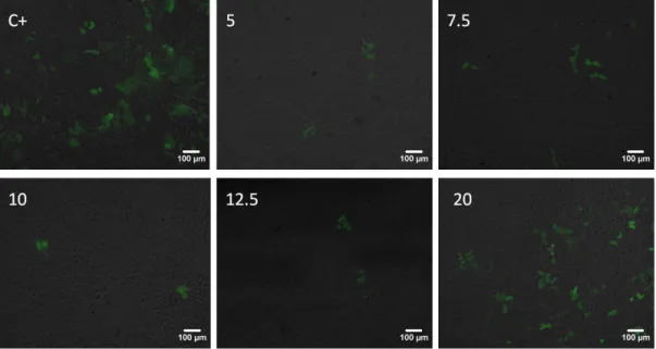 Figure  18-  GFP  expression,  obtained  by  fluorescence  microscopy  at  72h  post- post-transfection  in  D407  cells,  for  positive  control  for  post-transfection  (FuGENE®)  and  the  different polyplexes ratios (5/7.5/10/12.5/20)