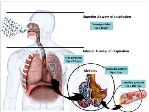 Figure 6 - Lungs penetration of difference sizes of PM: Represents the areas where PM from incomplete combustion  processes is deposited in the body [65] 