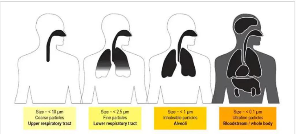 Figure 7 - Penetration of different-sized particles into the human body [68] 