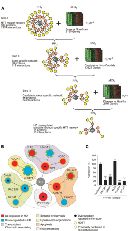Figure 1. Predicting caudate nucleus-specific, dysregulated HTT-associated proteins by interaction network filtering