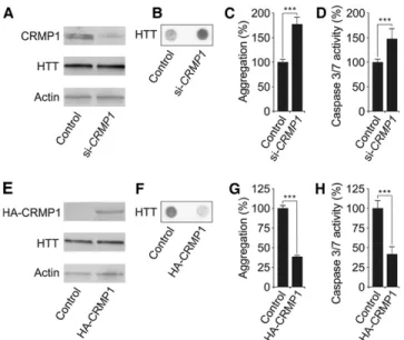Figure 3. CRMP1 protein production influences polyQ-mediated HTT aggregation and toxicity in PC12 cells