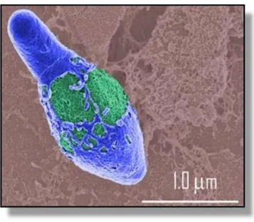 Figura 2- Clostridium botulinum (adaptado de http://www.foodsafetycounsel.com/common- http://www.foodsafetycounsel.com/common-pathogens/clostridium-botulinum-images/) 