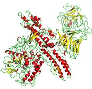 Figura 3- Estrutura da toxina botulinica (adaptada de http://www.3dchem.com/molecules.asp?ID=426#) 