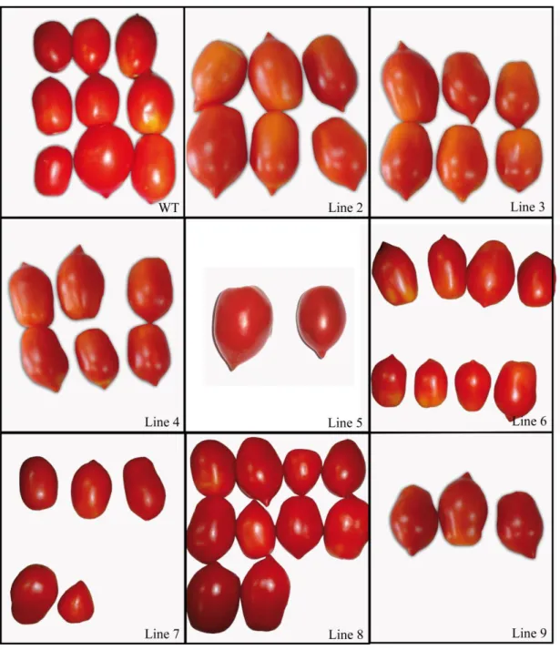 Figure 2. Tomato fruit phenotyping 