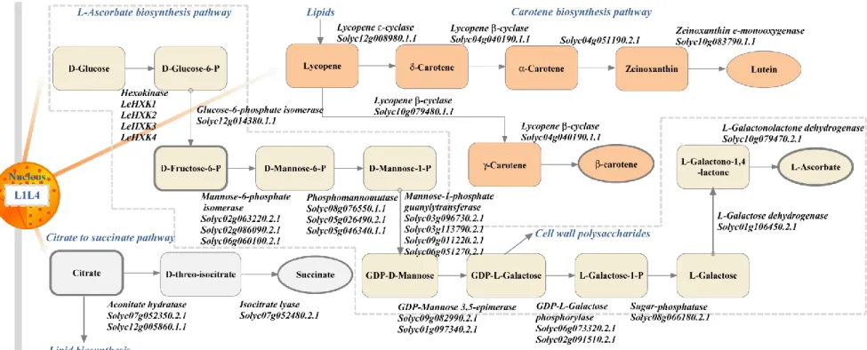 Figure 5. In silico reconstruction of putative biosynthetic pathways 