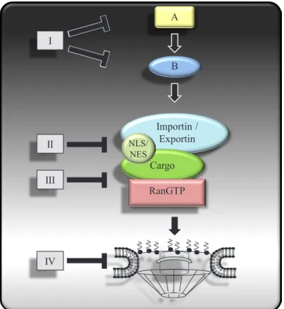 Figure 1: Potential therapeutic targets at different level of the nucleo-cytoplasmic transport process